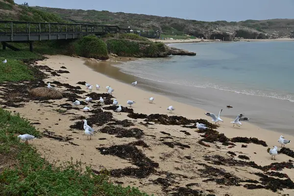 Penguen Adası, Avustralya 31 Mayıs 2025: Penguen Adası ve Rockingham, Perth Shoalwater
