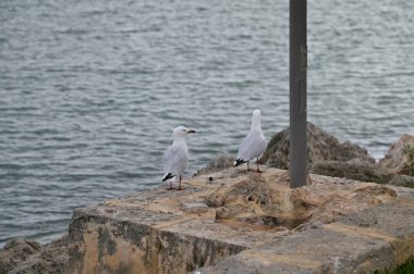Hillarys, Avustralya 3 Haziran 2025: The Hillarys Boat Harbour of Perth CBD