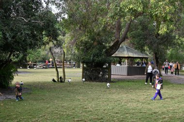 Whiteman, Avustralya 1 Haziran 2025: Caversham Vahşi Yaşam Parkı