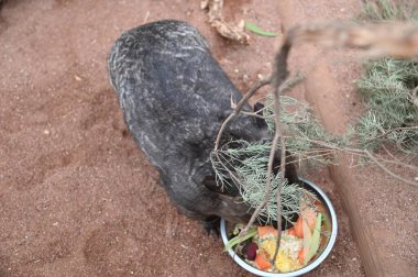 Whiteman, Avustralya 1 Haziran 2025: Caversham Vahşi Yaşam Parkı