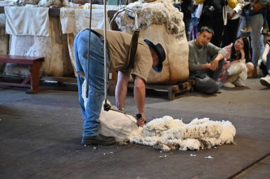 Whiteman, Avustralya 1 Haziran 2025: Caversham Vahşi Yaşam Parkı