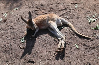 Whiteman, Avustralya 1 Haziran 2025: Caversham Vahşi Yaşam Parkı