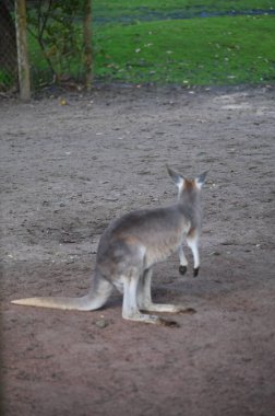 Whiteman, Avustralya 1 Haziran 2025: Caversham Vahşi Yaşam Parkı