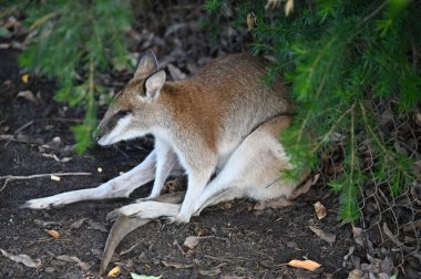 Whiteman, Avustralya 1 Haziran 2025: Caversham Vahşi Yaşam Parkı