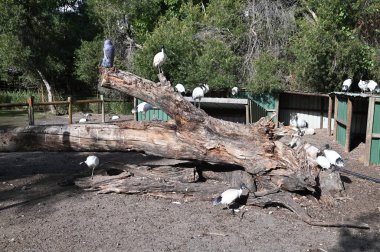 Whiteman, Avustralya 1 Haziran 2025: Caversham Vahşi Yaşam Parkı
