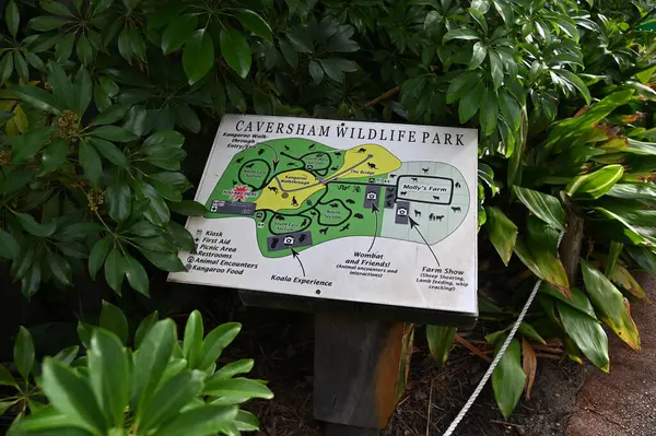 Whiteman, Avustralya 1 Haziran 2025: Caversham Vahşi Yaşam Parkı