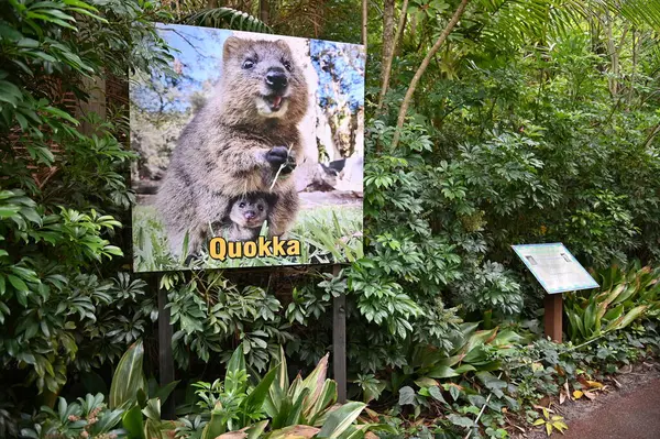 Whiteman, Avustralya 1 Haziran 2025: Caversham Vahşi Yaşam Parkı