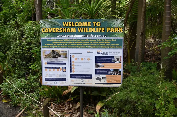 Whiteman, Avustralya 1 Haziran 2025: Caversham Vahşi Yaşam Parkı