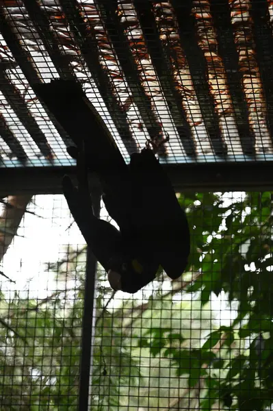 Whiteman, Avustralya 1 Haziran 2025: Caversham Vahşi Yaşam Parkı