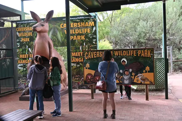 Whiteman, Avustralya 1 Haziran 2025: Caversham Vahşi Yaşam Parkı
