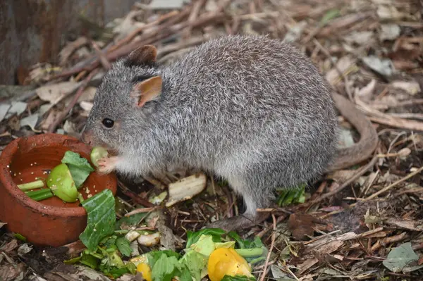 Whiteman, Avustralya 1 Haziran 2025: Caversham Vahşi Yaşam Parkı