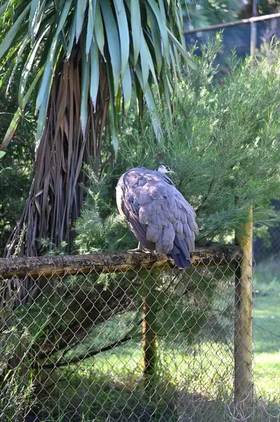 Whiteman, Avustralya 1 Haziran 2025: Caversham Vahşi Yaşam Parkı