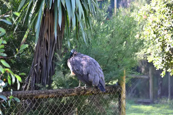 Whiteman, Avustralya 1 Haziran 2025: Caversham Vahşi Yaşam Parkı