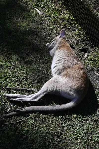 Whiteman, Avustralya 1 Haziran 2025: Caversham Vahşi Yaşam Parkı
