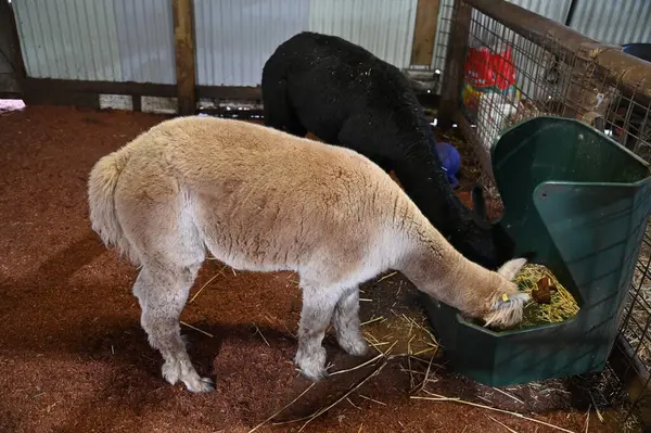 Whiteman, Avustralya 1 Haziran 2025: Caversham Vahşi Yaşam Parkı