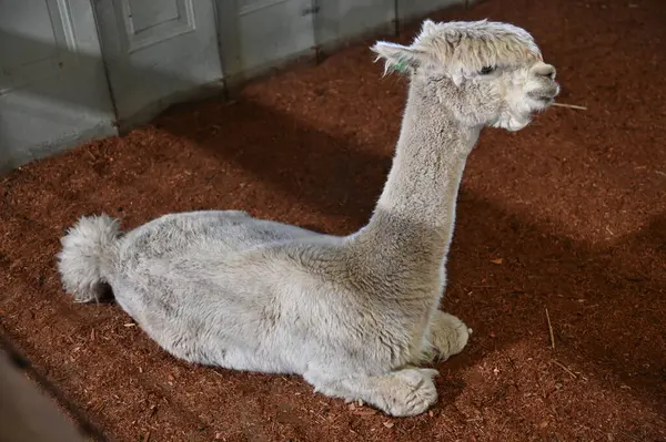 Whiteman, Avustralya 1 Haziran 2025: Caversham Vahşi Yaşam Parkı