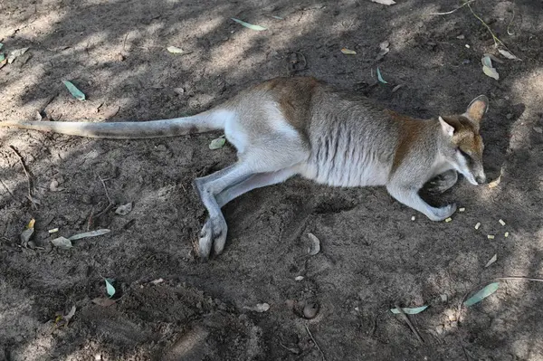 Whiteman, Avustralya 1 Haziran 2025: Caversham Vahşi Yaşam Parkı