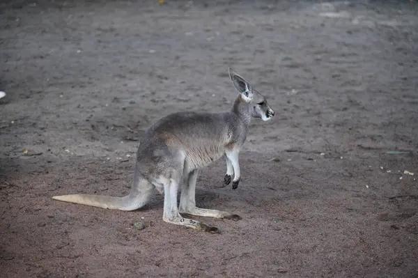 Whiteman, Avustralya 1 Haziran 2025: Caversham Vahşi Yaşam Parkı