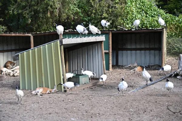 Whiteman, Avustralya 1 Haziran 2025: Caversham Vahşi Yaşam Parkı