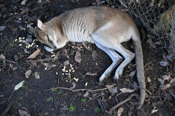 Whiteman, Avustralya 1 Haziran 2025: Caversham Vahşi Yaşam Parkı