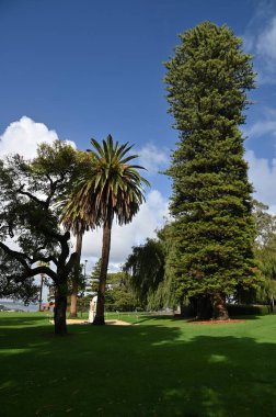 Perth, Avustralya 4 Haziran 2025: Perth CBD 'nin Krallar Parkı