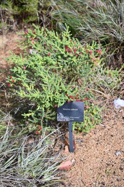 Perth, Avustralya 4 Haziran 2025: Perth CBD 'nin Krallar Parkı
