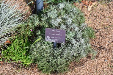 Perth, Avustralya 4 Haziran 2025: Perth CBD 'nin Krallar Parkı