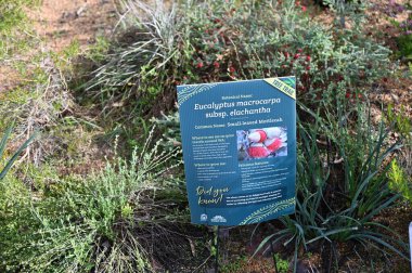 Perth, Avustralya 4 Haziran 2025: Perth CBD 'nin Krallar Parkı