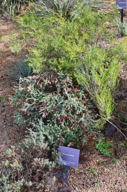 Perth, Avustralya 4 Haziran 2025: Perth CBD 'nin Krallar Parkı