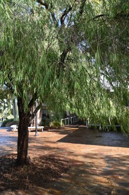 Perth, Avustralya 4 Haziran 2025: Perth CBD 'nin Krallar Parkı