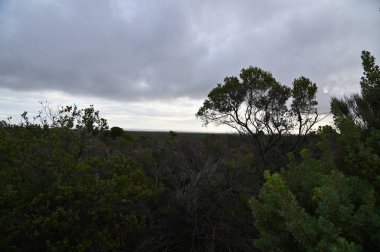 Nambung, Avustralya 2 Haziran 2025: Batı Avustralya 'nın Pinnacles Çölü