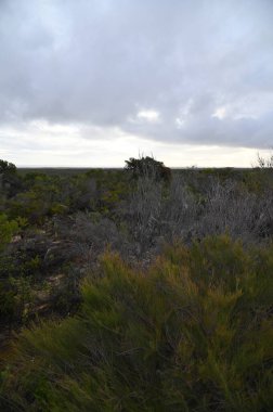 Nambung, Avustralya 2 Haziran 2025: Batı Avustralya 'nın Pinnacles Çölü