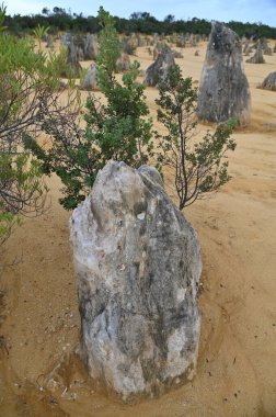 Nambung, Avustralya 2 Haziran 2025: Batı Avustralya 'nın Pinnacles Çölü