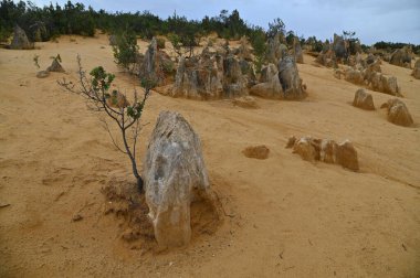 Nambung, Avustralya 2 Haziran 2025: Batı Avustralya 'nın Pinnacles Çölü