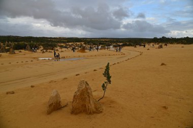 Nambung, Avustralya 2 Haziran 2025: Batı Avustralya 'nın Pinnacles Çölü