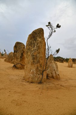 Nambung, Avustralya 2 Haziran 2025: Batı Avustralya 'nın Pinnacles Çölü