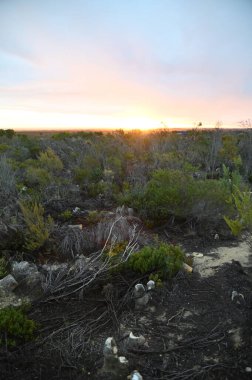 Nambung, Avustralya 2 Haziran 2025: Batı Avustralya 'nın Pinnacles Çölü