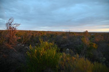 Nambung, Avustralya 2 Haziran 2025: Batı Avustralya 'nın Pinnacles Çölü