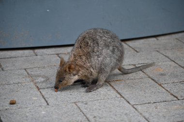 Rottnest Adası 'nın Kuokkaları, Perth Batı Avustralya