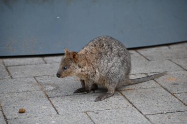 Rottnest Adası 'nın Kuokkaları, Perth Batı Avustralya