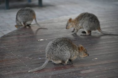Rottnest Adası 'nın Kuokkaları, Perth Batı Avustralya