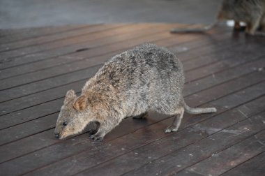 Rottnest Adası 'nın Kuokkaları, Perth Batı Avustralya
