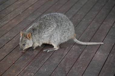 Rottnest Adası 'nın Kuokkaları, Perth Batı Avustralya
