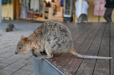 Rottnest Adası 'nın Kuokkaları, Perth Batı Avustralya