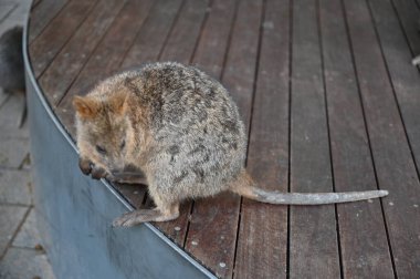 Rottnest Adası 'nın Kuokkaları, Perth Batı Avustralya