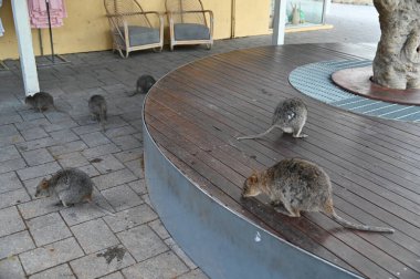 Rottnest Adası 'nın Kuokkaları, Perth Batı Avustralya