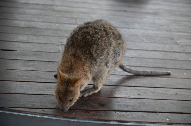 Rottnest Adası 'nın Kuokkaları, Perth Batı Avustralya