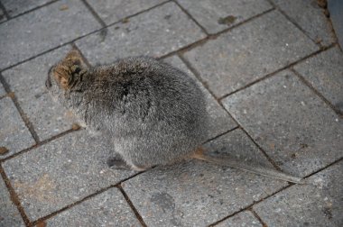 Rottnest Adası 'nın Kuokkaları, Perth Batı Avustralya