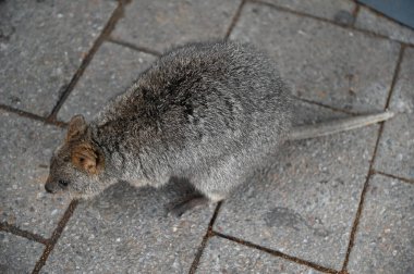 Rottnest Adası 'nın Kuokkaları, Perth Batı Avustralya