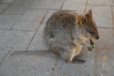 Rottnest Adası 'nın Kuokkaları, Perth Batı Avustralya